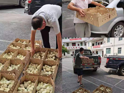石山乡：乌鸡苗入“新家”  乡村振兴添动力