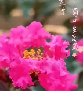 泰和蜀口生态岛 紫薇花开