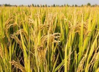 润泽良田惠民生——泰和高标准农田建设掠影