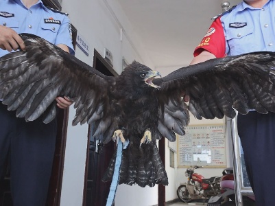泰和一村民救助受伤的“老鹰”，竟是国家二级保护动物！！