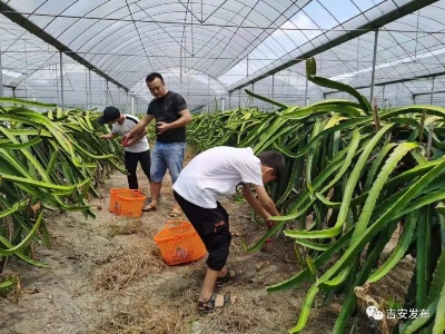 给力！他们，为乡村振兴插上人才的翅膀