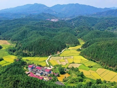 改革进行时——看泰和答卷 | 泰和：林长制扮绿青山富百姓