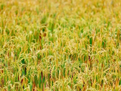 泰和：3000亩再生稻迎来丰收季！