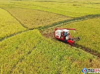 泰和：机声隆隆闹秋收