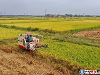 泰和：机声隆隆闹秋收