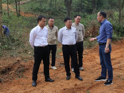 吉安市林业局一行来泰和县督导松材线虫病疫木除治工作
