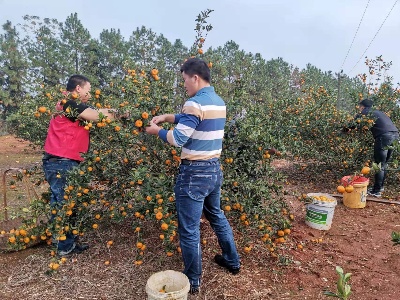 强国助农 | 江西泰和：脱贫户蜜橘滞销 盼您来购