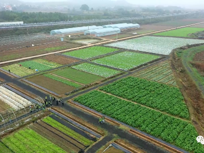 沿溪春浮园：有机蔬菜获丰收 田间地头采收忙