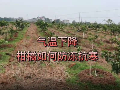 气温下降，柑橘如何防冻抗寒