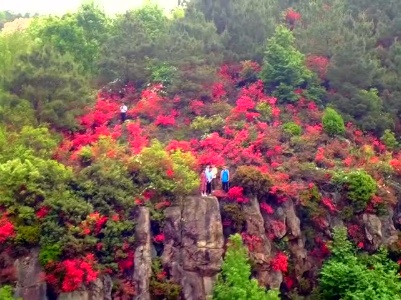 短视频|邀您共赏漫山杜鹃花！