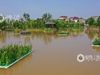 江西泰和：浮岛水草净化水质保护环境