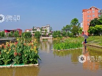 江西泰和：浮岛水草净化水质保护环境