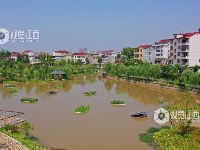 江西泰和：浮岛水草净化水质保护环境