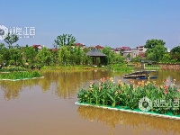 江西泰和：浮岛水草净化水质保护环境