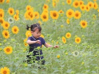 江西泰和：田园花开引客来
