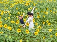 江西泰和：田园花开引客来
