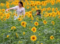 江西泰和：田园花开引客来