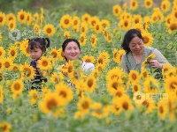 江西泰和：田园花开引客来