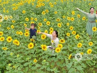 江西泰和：田园花开引客来