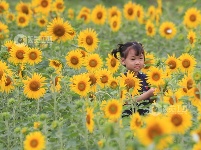 江西泰和：田园花开引客来