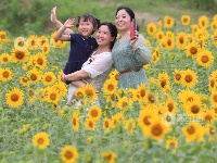 江西泰和：田园花开引客来