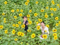 江西泰和：田园花开引客来