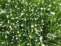 江西泰和：谷精草花开似繁星