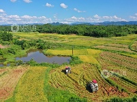 江西泰和：夏粮抢收忙