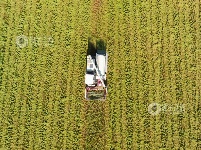 江西泰和：夏粮抢收忙