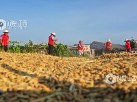 江西泰和：志愿服务助力夏收