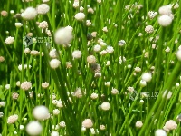 江西泰和：谷精草花开似繁星