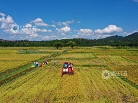 江西泰和：夏粮抢收忙