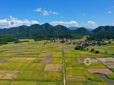 江西泰和：生态乡村风光好