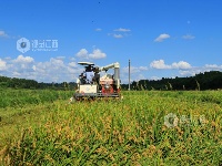 江西泰和：夏粮抢收忙