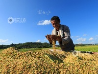 江西泰和：夏粮抢收忙