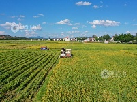 江西泰和：夏粮抢收忙