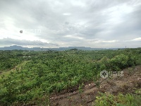 江西泰和：荒山变果园 助力乡村振兴