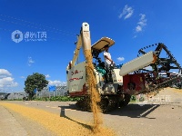 江西泰和：夏粮抢收忙