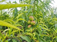 江西泰和：荒山变果园 助力乡村振兴