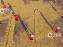 江西泰和：志愿服务助力夏收