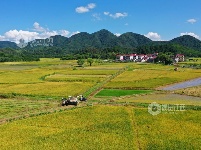 江西泰和：夏粮抢收忙