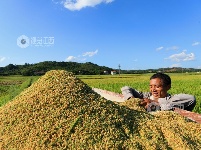 江西泰和：夏粮抢收忙