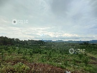 江西泰和：荒山变果园 助力乡村振兴