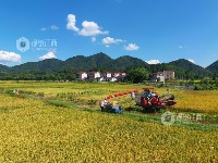江西泰和：夏粮抢收忙