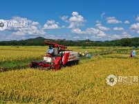 江西泰和：夏粮抢收忙