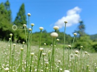 江西泰和：谷精草花开似繁星