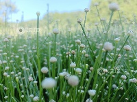 江西泰和：谷精草花开似繁星