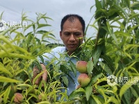 江西泰和：荒山变果园 助力乡村振兴