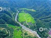 江西泰和：生态碧水助力中稻灌溉