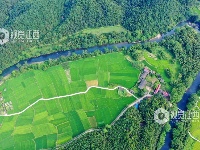 江西泰和：生态碧水助力中稻灌溉